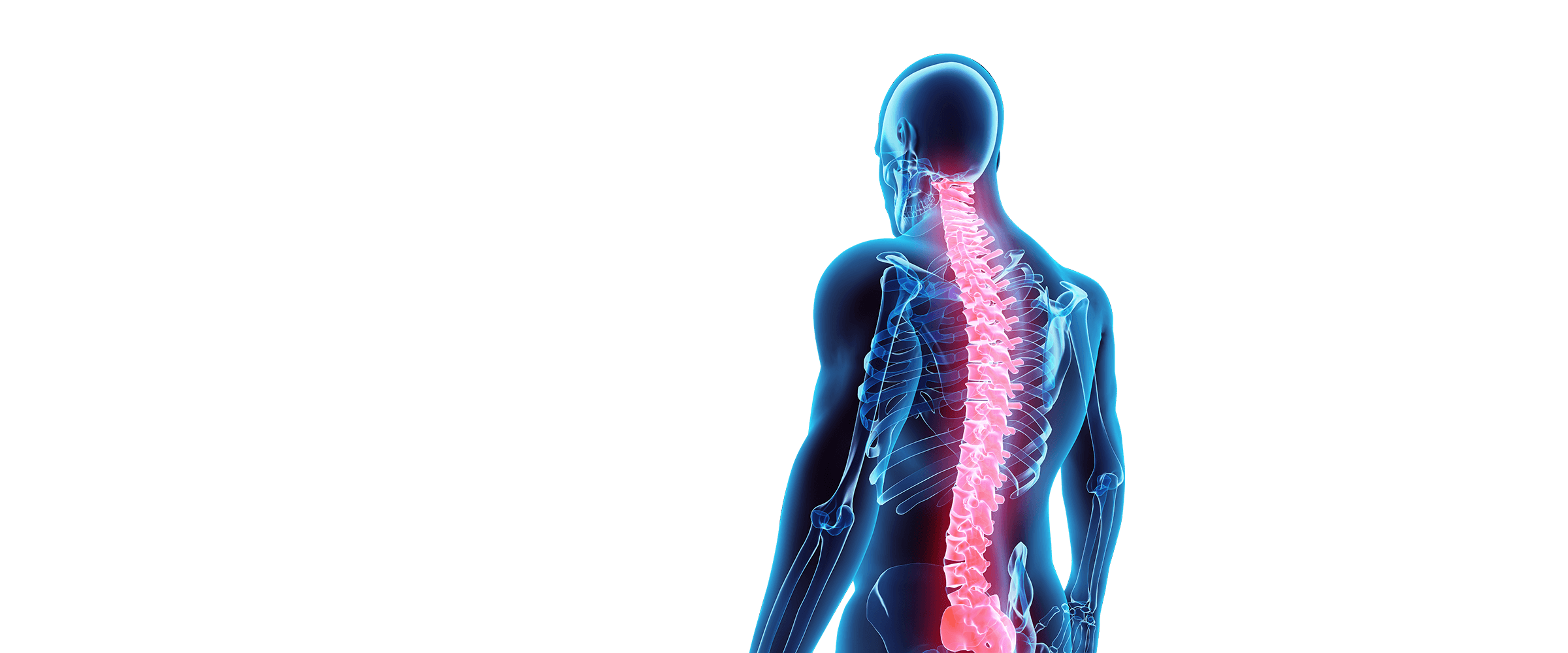 3D Spine Image